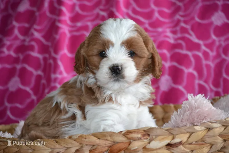 Charla – Cavapoo puppy for sale in Kalona, IA
