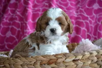 Charla, a female Cavapoo for sale in Kalona, IA – Photo 2 of 8