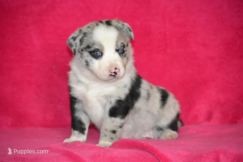 Biscuit – Border Collie, Miniature Australian Shepherd puppy for sale in Kalona, IA