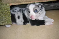 Biscuit, a male Border Collie and Miniature Australian Shepherd for sale in Kalona, IA – Photo 2 of 6