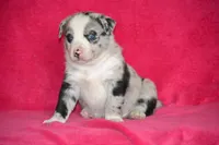 Biscuit, a male Border Collie and Miniature Australian Shepherd for sale in Kalona, IA – Photo 3 of 6