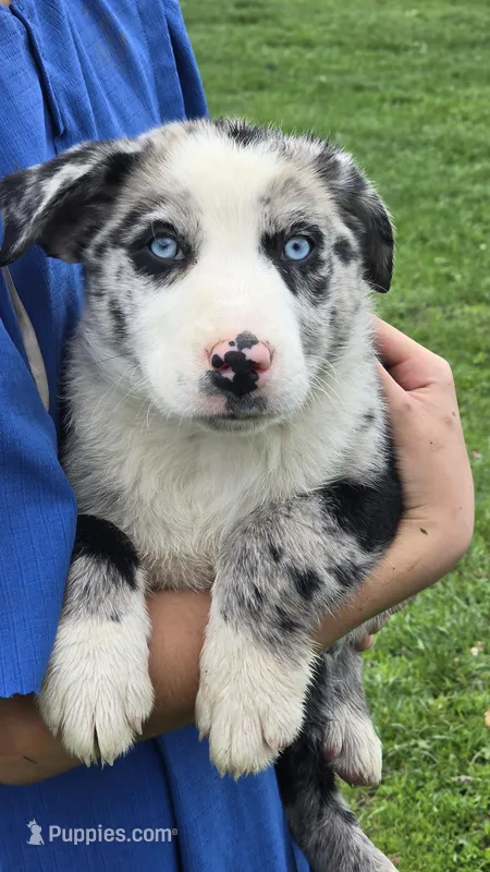 Biscuit – Border Collie, Miniature Australian Shepherd puppy for sale in Kalona, IA