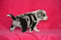 Biscuit, a male Border Collie and Miniature Australian Shepherd for sale in Kalona, IA – Photo 4 of 6