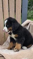 Remi, a female Bernese Mountain Dog for sale in Kalona, IA – 3 of 7