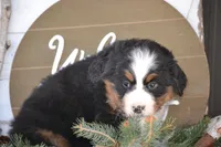 processed/570b114f-4f9a-445d-8d9e-89f5d2b148a7/listing/be0014c2-d6ee-4e4e-9ddf-01655645c763/103dc6ab-8e86-4276-9df5-0c76d5df1afc