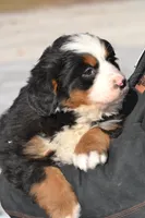 processed/570b114f-4f9a-445d-8d9e-89f5d2b148a7/listing/be0014c2-d6ee-4e4e-9ddf-01655645c763/e8fbc65b-f8d4-49d3-9af5-83edbcafc7d6