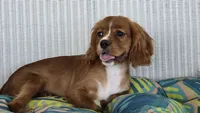 Daffodil, a female Cavalier King Charles Spaniel for sale in Kalona, IA – 3 of 5