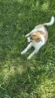 Stella, a female American Eskimo and Jack Russell Terrier for sale in Kalona, IA – 6 of 6