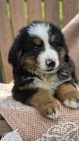 Rex, a male Bernese Mountain Dog for sale in Kalona, IA – 6 of 10