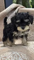 Kingston, a male Miniature Schnauzer and Shih Tzu for sale in Kalona, IA – 2 of 4
