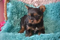 AKC Romeo, a male Yorkshire Terrier for sale in Kalona, IA – Photo 3 of 6