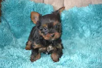 AKC Romeo, a male Yorkshire Terrier for sale in Kalona, IA – Photo 4 of 6