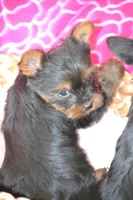 AKC Romeo, a male Yorkshire Terrier for sale in Kalona, IA – Photo 2 of 6