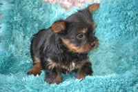 AKC Romeo, a male Yorkshire Terrier for sale in Kalona, IA – Photo 5 of 6