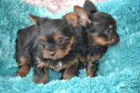 AKC Romeo, a male Yorkshire Terrier for sale in Kalona, IA – Photo 6 of 6