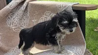 Jersey, a male Miniature Schnauzer and Shih Tzu for sale in Kalona, IA – 2 of 6