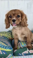 Vivian, a female Cavalier King Charles Spaniel for sale in Kalona, IA – 4 of 6