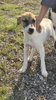 Peter, a male Jack Russell Terrier and Rat Terrier for sale in Kalona, IA – 3 of 8