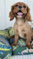 Vivian, a female Cavalier King Charles Spaniel for sale in Kalona, IA – 2 of 6