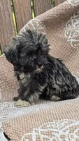 Teacup, a female Miniature Schnauzer and Shih Tzu for sale in Kalona, IA – 3 of 6