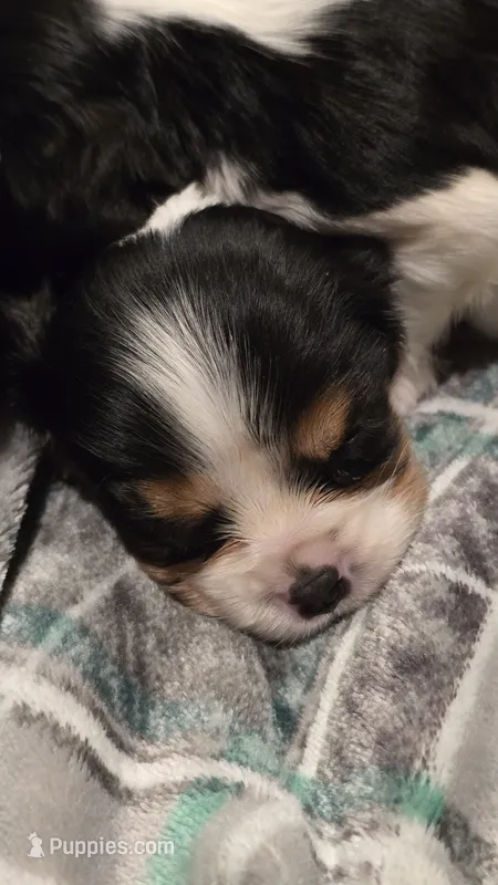 AKC Twinkles , a female Cavalier King Charles Spaniel for sale in Kalona, IA – 1 of 3