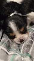 AKC Twinkles , a female Cavalier King Charles Spaniel for sale in Kalona, IA – 1 of 3