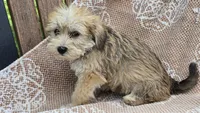 Kylie, a female Miniature Schnauzer and Shih Tzu for sale in Kalona, IA – 5 of 6