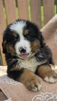Rex, a male Bernese Mountain Dog for sale in Kalona, IA – 4 of 10