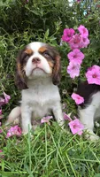 Hershey, a male Cavalier King Charles Spaniel for sale in Kalona, IA – 8 of 9