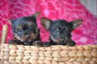 AKC Watson, a male Yorkshire Terrier for sale in Kalona, IA – Photo 3 of 8