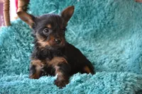 AKC Watson, a male Yorkshire Terrier for sale in Kalona, IA – Photo 4 of 8
