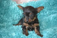 AKC Watson, a male Yorkshire Terrier for sale in Kalona, IA – Photo 8 of 8