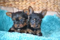 AKC Watson, a male Yorkshire Terrier for sale in Kalona, IA – Photo 7 of 8