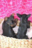 AKC Watson, a male Yorkshire Terrier for sale in Kalona, IA – Photo 6 of 8