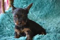 AKC Watson, a male Yorkshire Terrier for sale in Kalona, IA – Photo 2 of 8