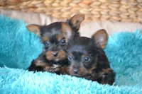 AKC Watson, a male Yorkshire Terrier for sale in Kalona, IA – Photo 5 of 8