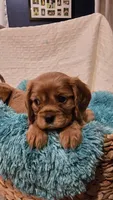 AKC Winston, a male Cavalier King Charles Spaniel for sale in Kalona, IA – Photo 4 of 9