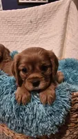 AKC Winston, a male Cavalier King Charles Spaniel for sale in Kalona, IA – Photo 3 of 9