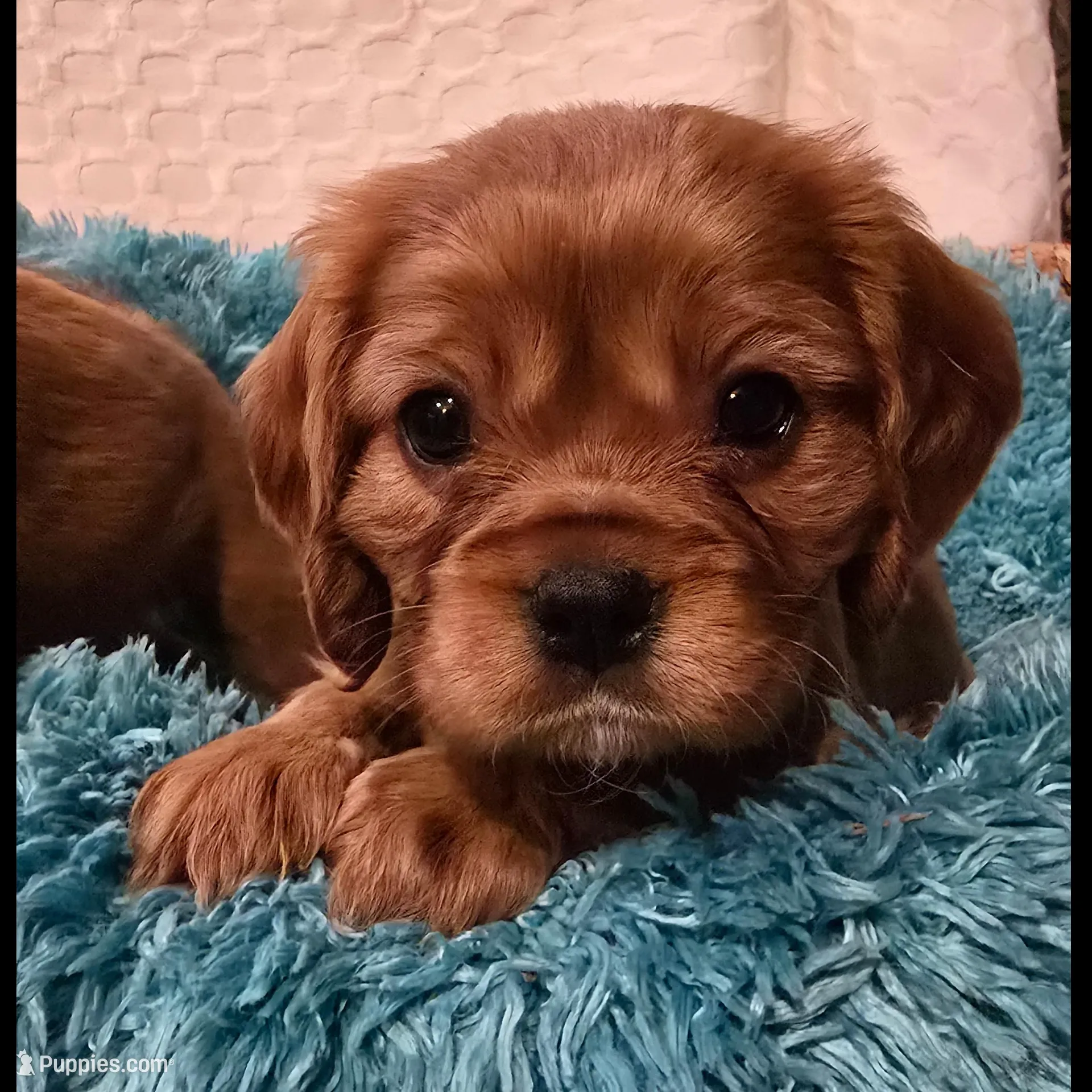 AKC Winston, a male Cavalier King Charles Spaniel for sale in Kalona, IA – Photo 2 of 9