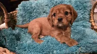 AKC Winston, a male Cavalier King Charles Spaniel for sale in Kalona, IA – Photo 1 of 9