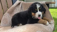 Reese, a male Bernese Mountain Dog for sale in Kalona, IA – 8 of 8