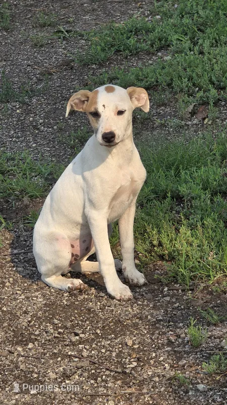 Pansy – Jack Russell Terrier, Rat Terrier puppy for sale in Kalona, IA