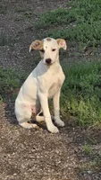 Pansy, a female Jack Russell Terrier and Rat Terrier for sale in Kalona, IA – 1 of 7