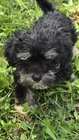 Cooper, a male Miniature Schnauzer and Shih Tzu for sale in Kalona, IA – 3 of 8