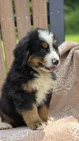 Rex, a male Bernese Mountain Dog for sale in Kalona, IA – 7 of 10