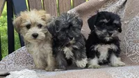 Kylie, a female Miniature Schnauzer and Shih Tzu for sale in Kalona, IA – 6 of 6