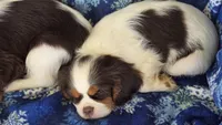 Hershey, a male Cavalier King Charles Spaniel for sale in Kalona, IA – 3 of 9