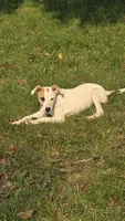 Pansy, a female Jack Russell Terrier and Rat Terrier for sale in Kalona, IA – 6 of 7
