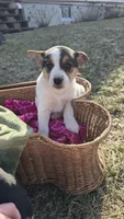 Reeses, a  Jack Russell Terrier and Border Collie for sale in Kalona, IA – Photo 5 of 5