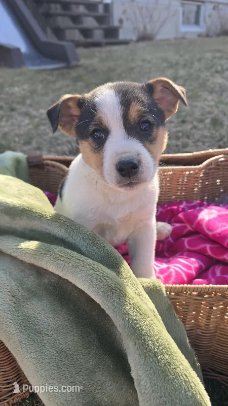 Reeses – Jack Russell Terrier, Border Collie puppy for sale in Kalona, IA